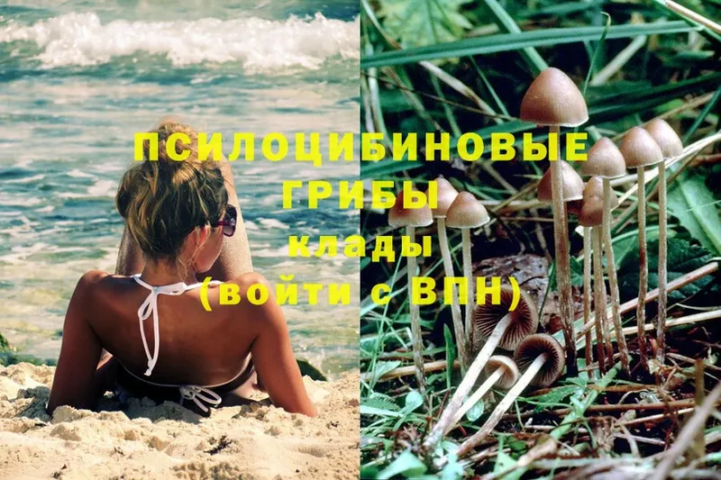 Псилоцибиновые грибы Cubensis  Сурск 